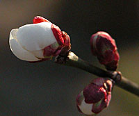 いよいよ開花です