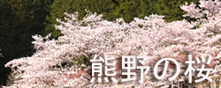 熊野の桜