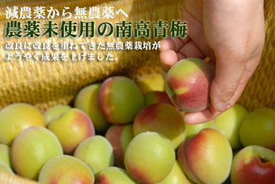 �_�򖢎g�p�i���S���_��j�̓썂�~