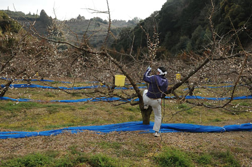 桶に 梅干・南高梅栽培　南高梅の山口農園