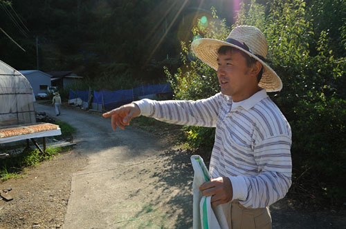 日陰 梅干・南高梅栽培　南高梅の山口農園