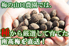 �킩�猵�I�̓썂�~