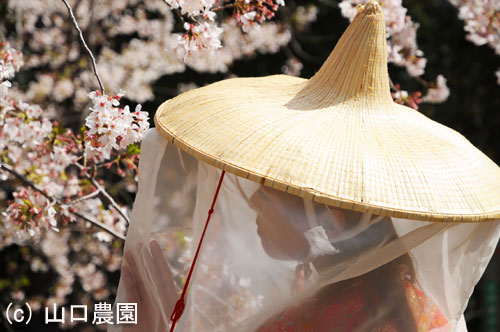 傤Ǎ